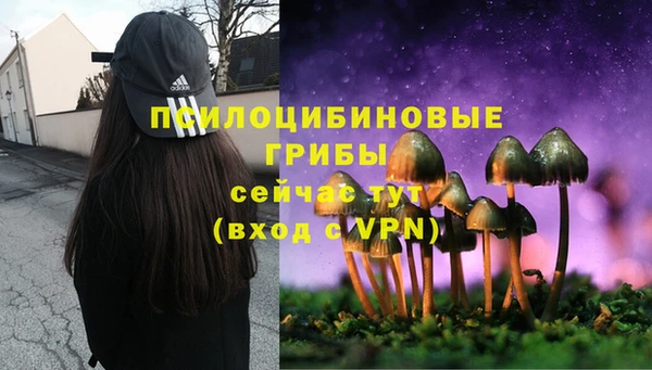 сатива Аркадак