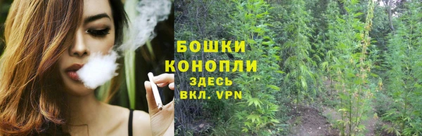 сатива Аркадак